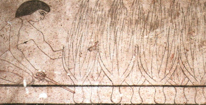 Colheita de alface na tumba de Neferherenptah, Saqqara. TALLET, 2006. Pág. 129. 