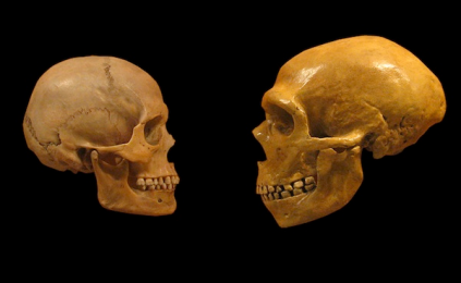 Resultado de imagem para Homo neanderthalensis